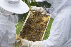 beekeeper-2650664__340