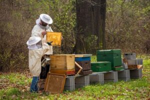 beekeeper-4426003__340
